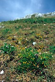 Bupleurum falcatum subsp. cernuum