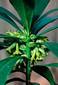 Daphne laureola