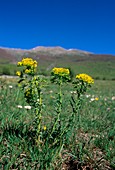 Spurge (Euphorbia cyparissias)