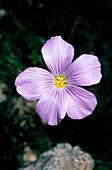 Linum alpinum subsp. julianum