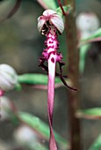 Loroglossum hircinum