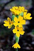 Cowslip (Primula veris)