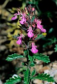 Teucrium chamaedrys