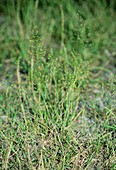 Agrostis tenuis