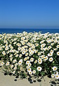 Anthemis maritima