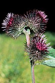 Arctium nemorosum