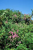 Erica multiflora