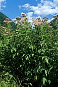 Eupatorium cannabinum