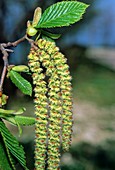 Ostrya carpinifolia