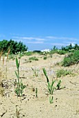 Phleum arenarium