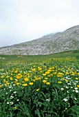 Buttercups (Ranucnulus apenninus)