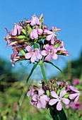 Saponaria officinali