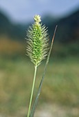 Setaria glauca