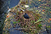 Coot sitting on a nest