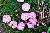 Field Bindweed (Convolvulus arvensis)