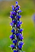 Viper's Bugloss (Echium vulgare)