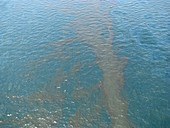 Gulf of Mexico oil spill,2010