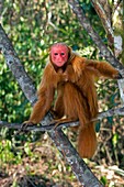 Red bald uakari in a tree