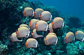 Redtail butterflyfish over a reef