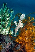 Ornate ghost pipefish and featherstars