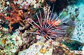 Radial lionfish on a reef