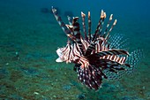 Red lionfish on a reef
