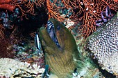 Giant moray eel