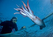 Diver catching a Humboldt squid