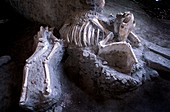 Bones of animals killed at Pompeii