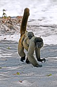 Gray woolly monkey