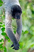 Gray woolly monkey