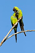 Black-hooded parakeets