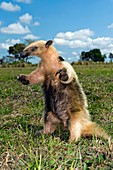 Lesser anteater