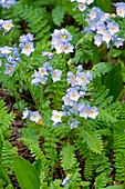 Polemonium pulcherrimum