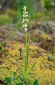 Bog Orchid (Limnorchis aquilonis)