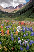Alpine flowers in Rustler's Gulch,USA
