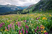 Wildflower meadow