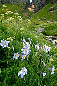 Blue Columbine (Aquilegia coerulea)