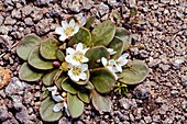 Claytonia megarhiza