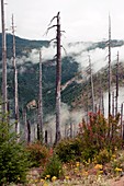 Regenerating forest,Washington,USA