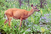 Columbian Black-tailed Deer