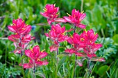 Rosy Paintbrush (Castilleja rhexifolia)