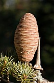 Cedar of Lebanon (Cedrus libani)