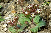 Rock Jasmine (Androsace maxima)