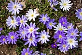 Anemone blanda