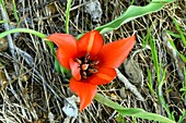 Tulipa armena ssp. Lycica