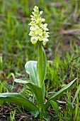 Orchid (Orchis pallens)