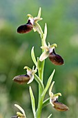 Orchid (Ophrys helenae)