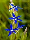 Bladder Gentian (Gentiana utriculosa)