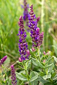 Clary Sage (Salvia nemorosa)